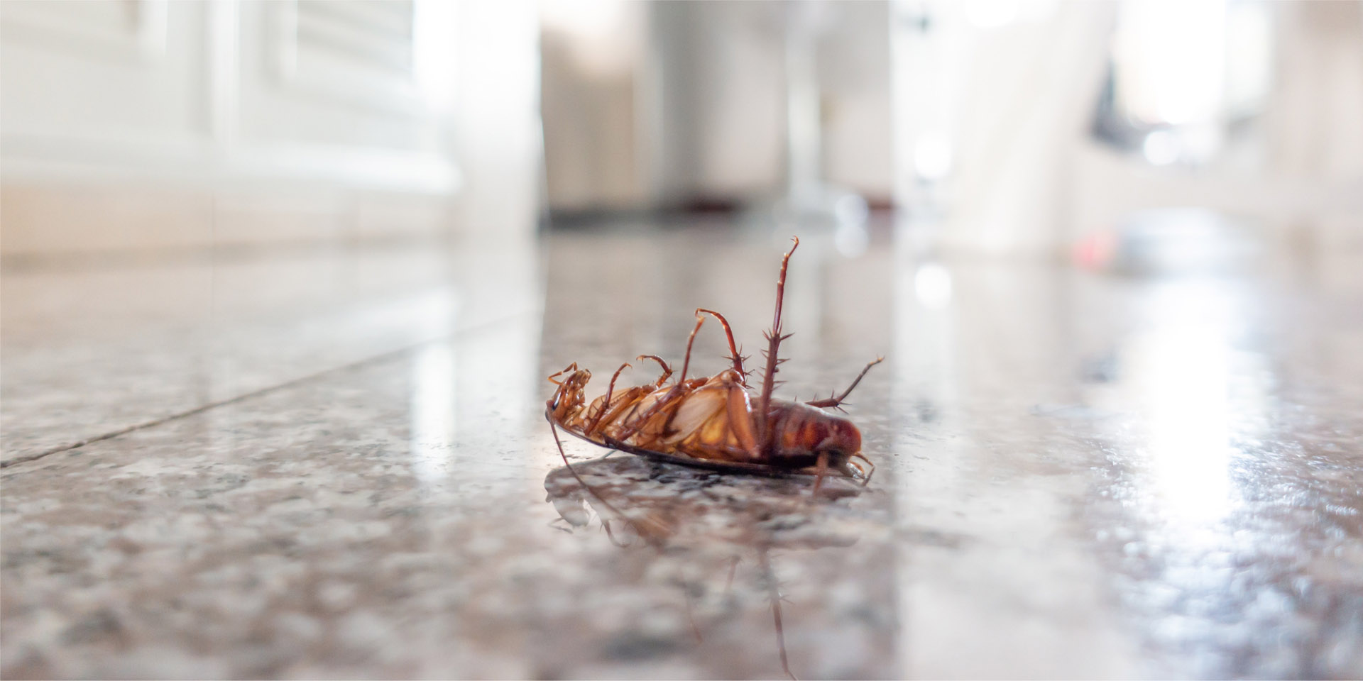 Pest-Control-Header Large Scale Pest Control Services